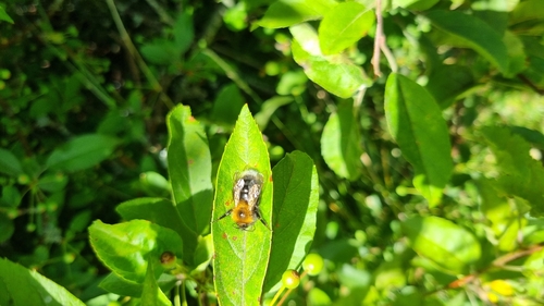 Tree Bumble Bee