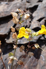 Erythranthe microphylla
