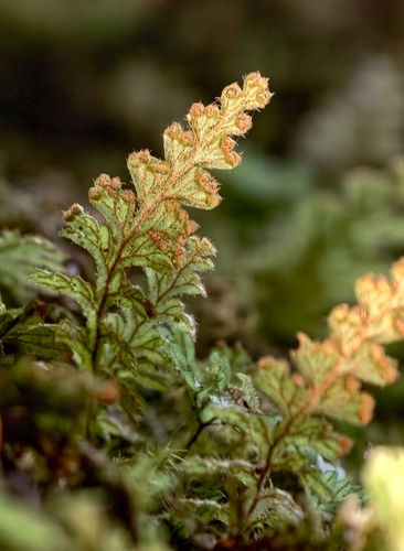 Hymenophyllum imbricatum observed 2026-06-16