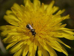 Lasioglossum imitatum