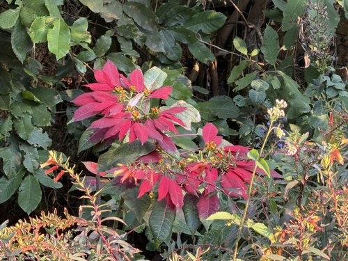 Poinsettia