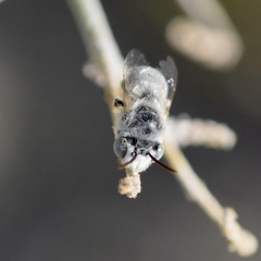 Anthophora hololeuca
