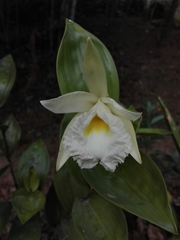 Sobralia macrophylla image