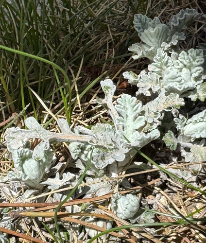Jacobaea leucophylla, photograph 2