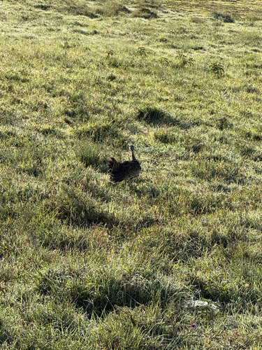 Black-bellied Bustard (Lissotis melanogaster), photo 3