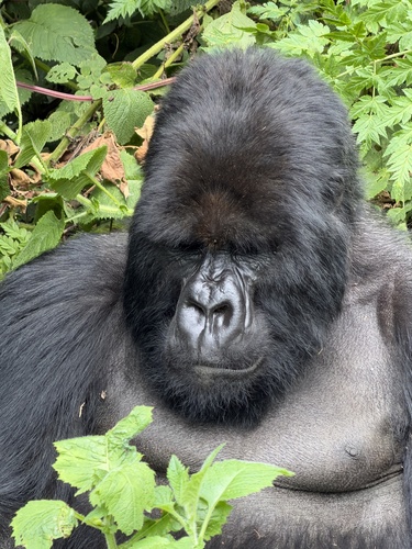Mountain Gorilla