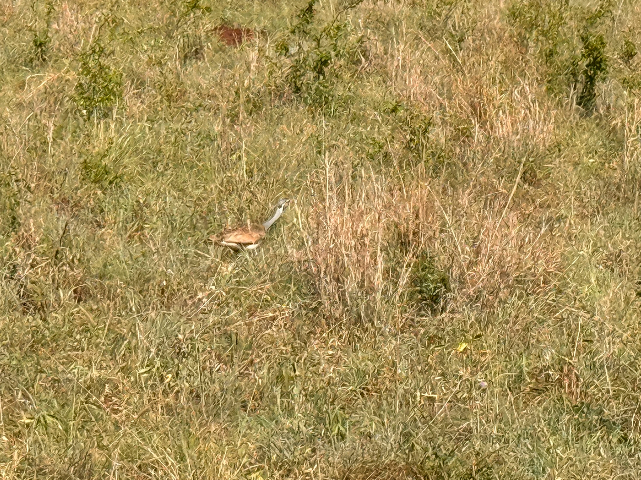 White-bellied Bustard (Eupodotis senegalensis), photo 9