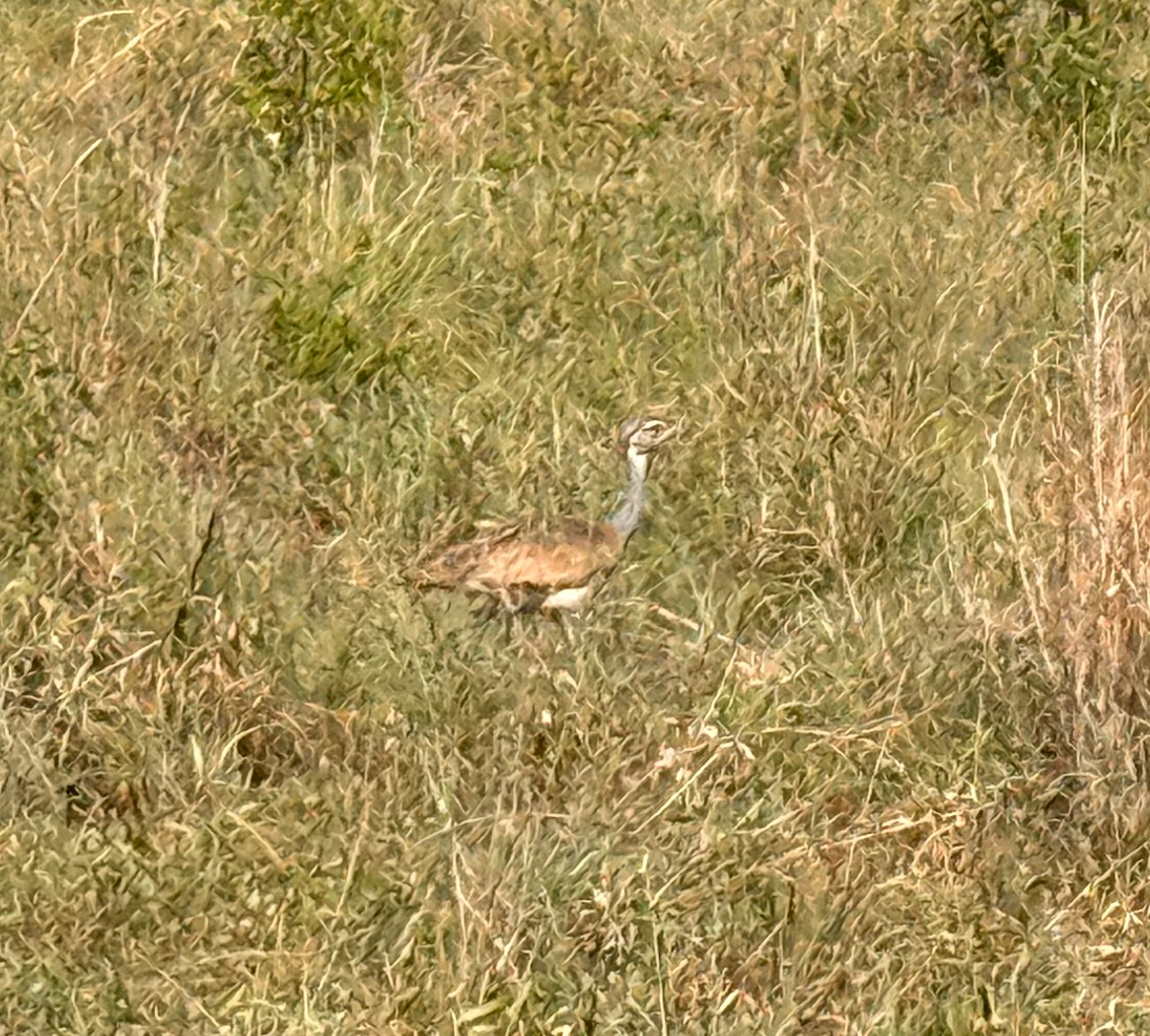 White-bellied Bustard (Eupodotis senegalensis), photo 7