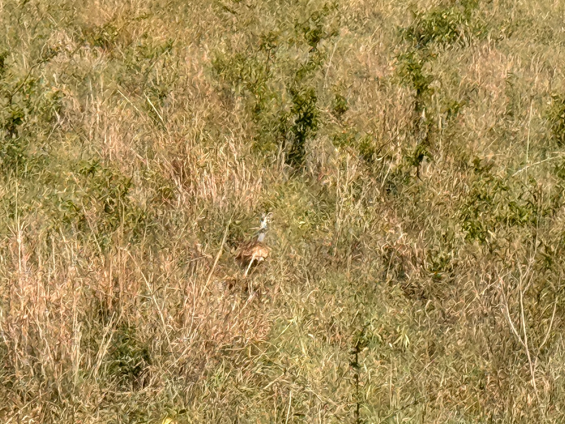 White-bellied Bustard (Eupodotis senegalensis), photo 8