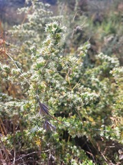 Asparagus suaveolens, photograph (c) Daniela Orsmond, some rights reserved (CC BY)