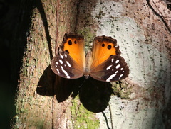 Paralethe dendrophilus