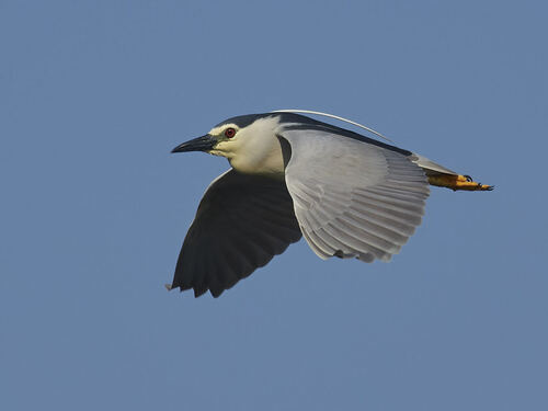 Black-crowned Night Heron
