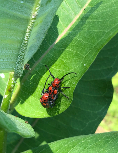 Red Milkweed Beetle
