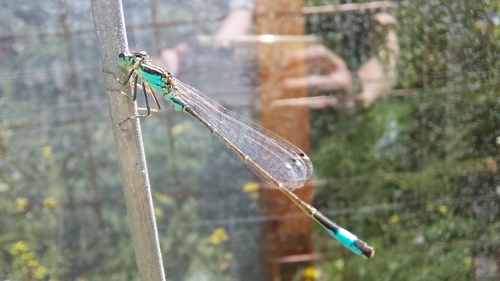 Blue-tailed Damselfly