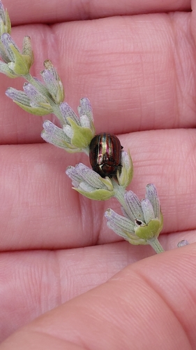 Rosemary Beetle