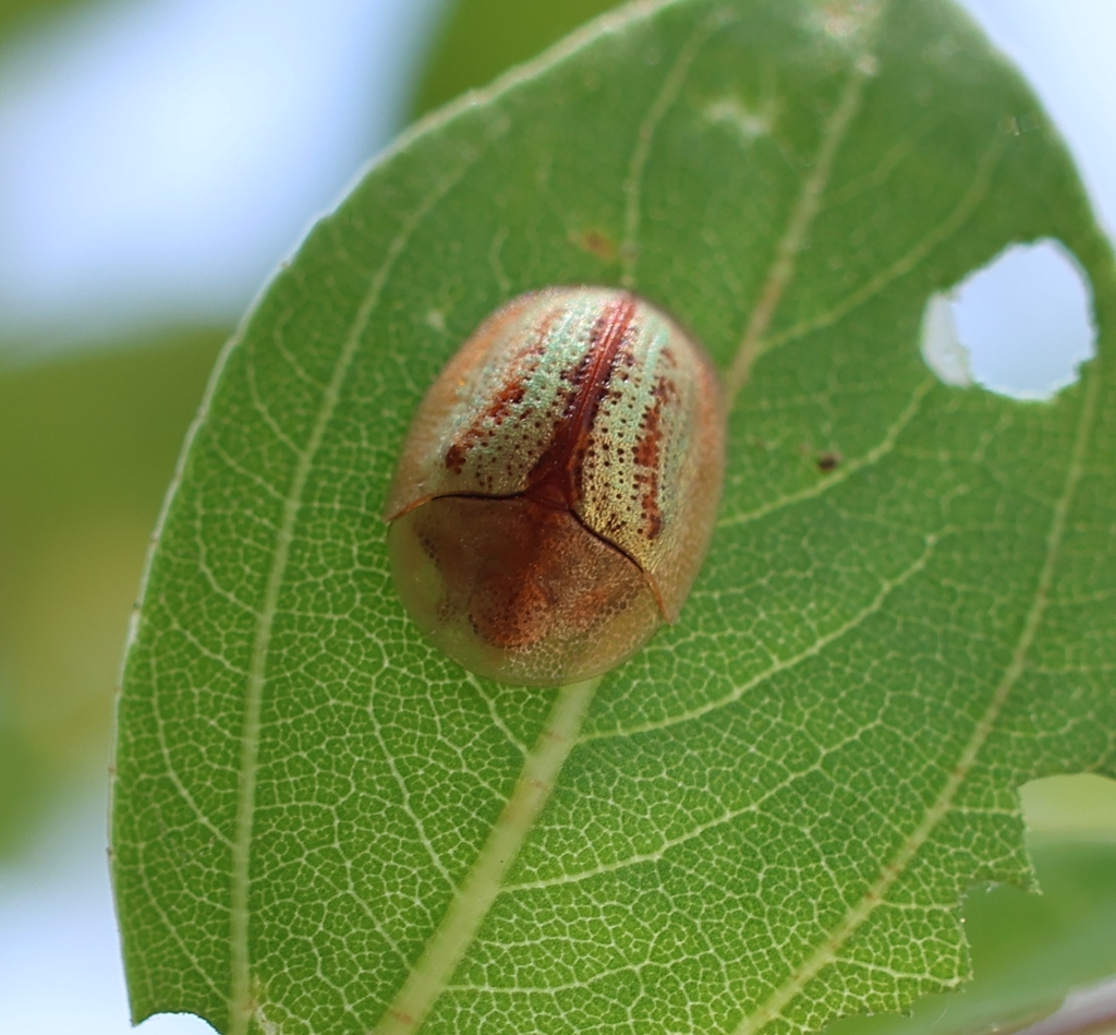 Oocassida schultzei
