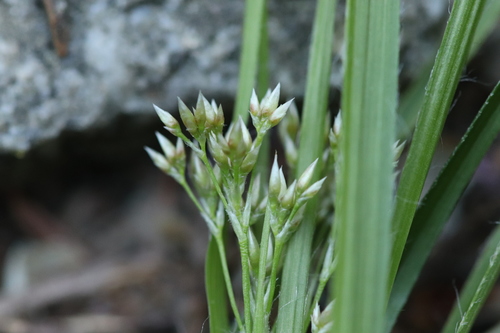 Luzula luzuloides ssp. luzuloides