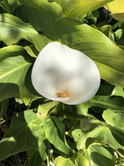 Zantedeschia aethiopica