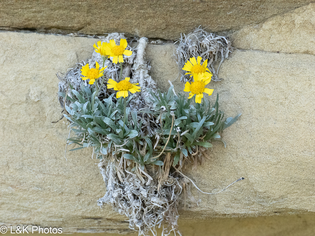 Tetraneuris acaulis; photograph author not stated, no rights reserved