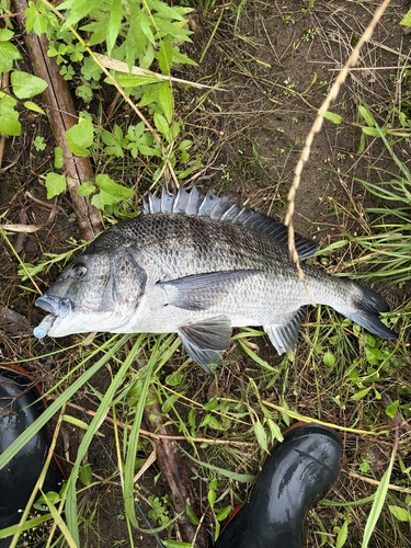 Blackhead Seabream