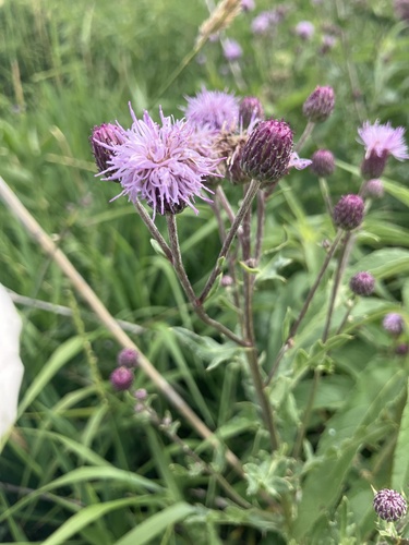 creeping thistle