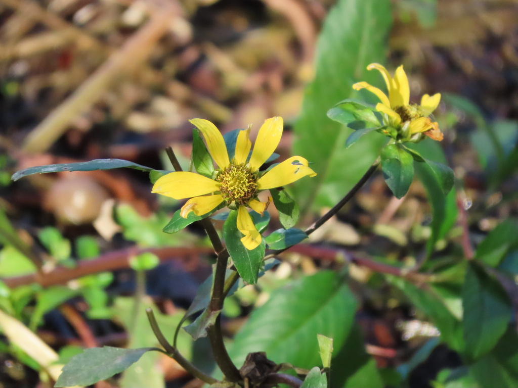 Bidens laevis; photograph (c) Nicolas Olejnik, some rights reserved (CC BY)