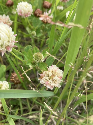 Alsike clover