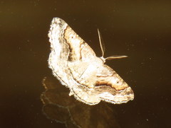 Drepanogynis insolens