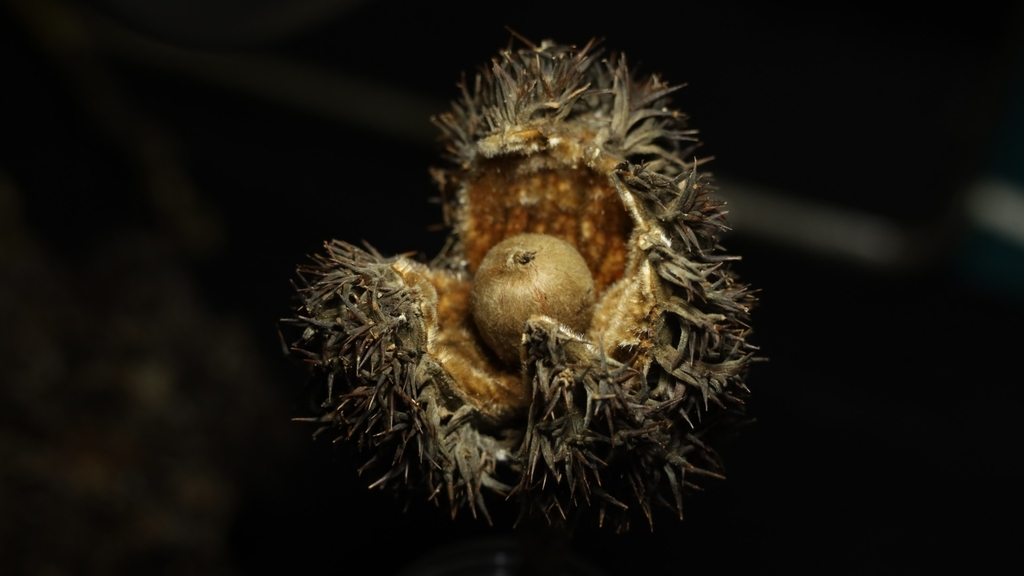 Castanopsis chinensis