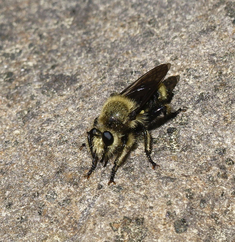 iNaturalist observation photo of Bee-mimic Robber Flies