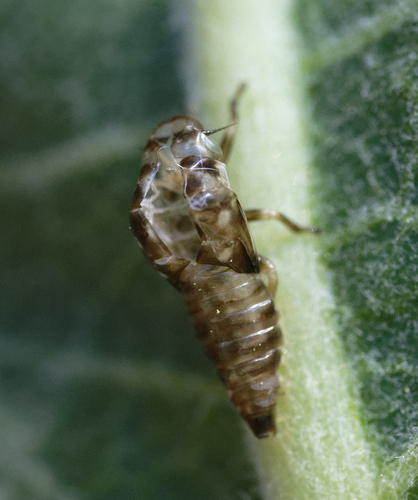 iNaturalist observation photo of True Hoppers