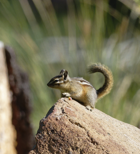 iNaturalist observation photo of Western Chipmunks