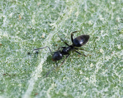 iNaturalist observation photo of Tapinoma