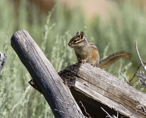iNaturalist observation photo of Yellow-pine Chipmunk