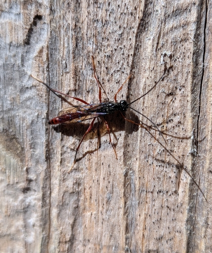 iNaturalist observation photo of Winged and Once-winged Insects