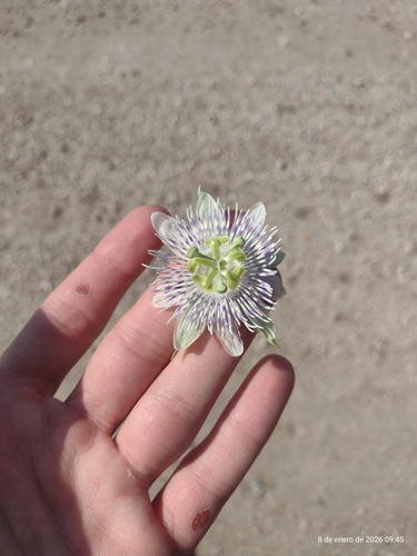 Passiflora tucumanensis