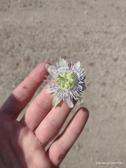 Passiflora tucumanensis