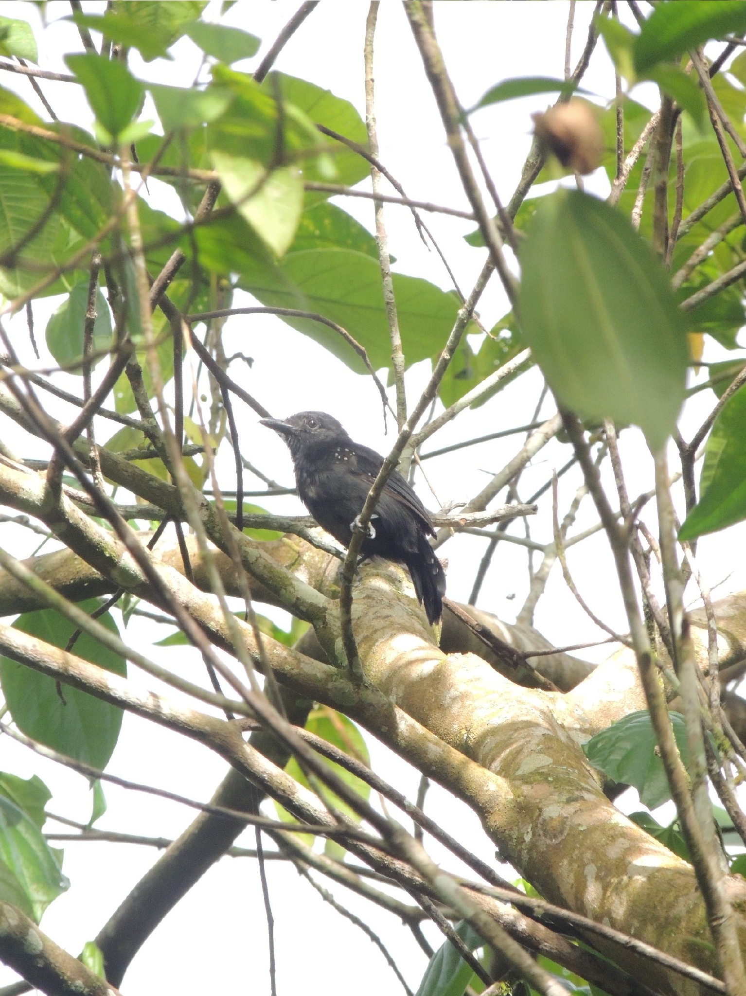 Black-hooded Antshrike (Thamnophilus bridgesi), photo 10