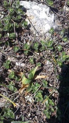 Anacamptis morio caucasica