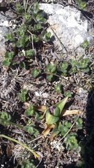 Anacamptis morio caucasica