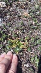 Anacamptis morio caucasica