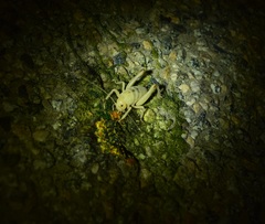 Macrobaenetes valgum