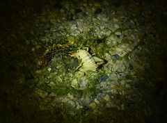 Macrobaenetes valgum