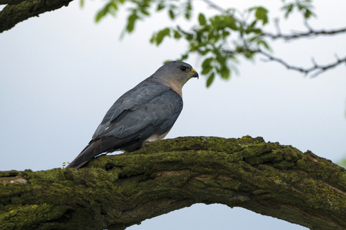 Levant Sparrowhawk
