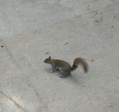 Sciurus alleni