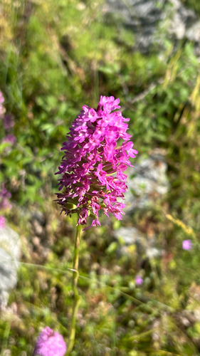 pyramidal orchid