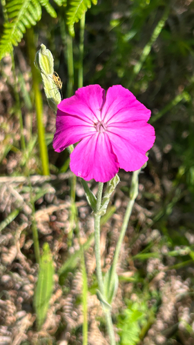 Rose campion