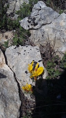 Chamaecytisus wulfii