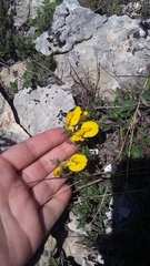 Chamaecytisus wulfii