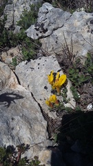 Chamaecytisus wulfii